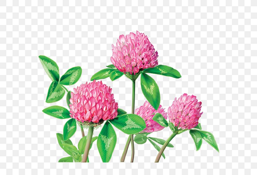 Herbal Tea Red Clover Dietary Supplement Herbal Tea, PNG, 600x560px, Tea, Annual Plant, Caffeine, Clover, Cut Flowers Download Free