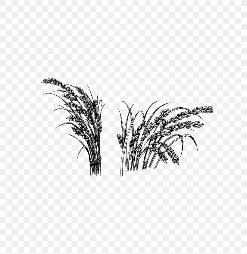 Rice Oryza Sativa Crop, PNG, 595x842px, Rice, Black And White, Cereal, Crop, Drawing Download Free
