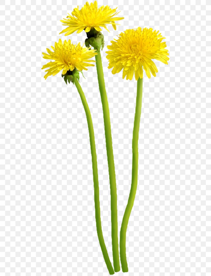 Dandelion Flower Digital Image Clip Art, PNG, 500x1074px, Dandelion, Common Daisy, Cut Flowers, Daisy Family, Digital Image Download Free