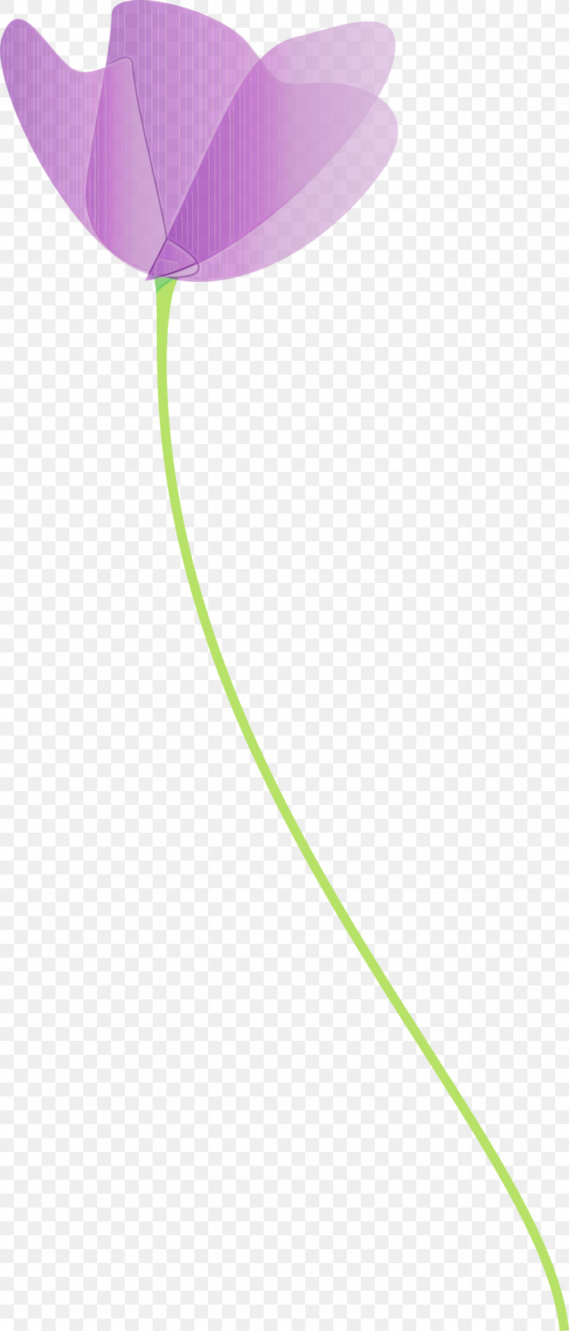 Plant Tulip Flower Pedicel Plant Stem, PNG, 1282x3000px, Poppy, Anthurium, Flower, Morning Glory, Paint Download Free