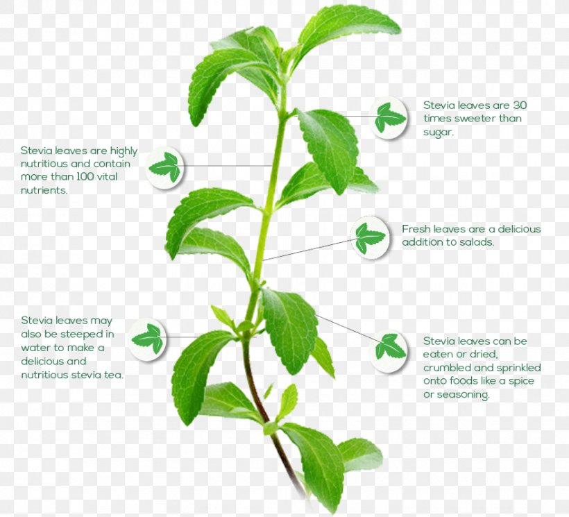 Stevia Candyleaf Plant Steviol Glycoside Stevioside, PNG, 878x798px, Stevia, Candyleaf, Extract, Food, Fructose Download Free