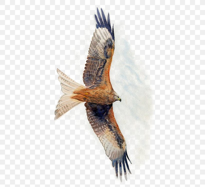 Deer Hawk Watercolor Painting, PNG, 503x750px, Deer, Accipitriformes, Animal, Animation, Art Download Free