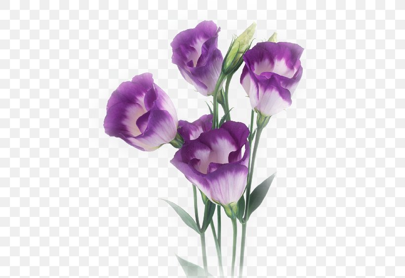 Cut Flowers Poppy No Purple, PNG, 496x564px, Flower, Bellflower Family, Color, Cut Flowers, Flower Bouquet Download Free