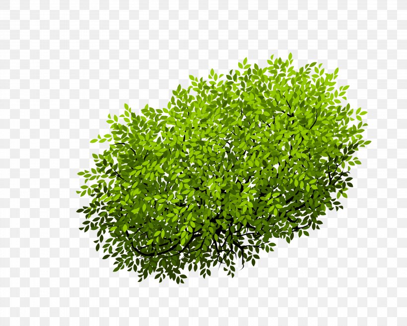Euclidean Vector Shrub Tree, PNG, 3982x3196px, Matorral, Drawing, Grass, Green, Herb Download Free