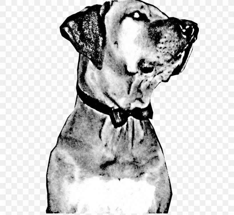Great Dane Dalmatian Dog Dog Breed Jaw Snout, PNG, 1200x1101px, Great Dane, Black And White, Breed, Carnivoran, Dalmatian Download Free