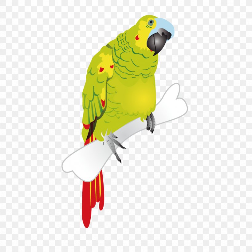 Parrothead Macaw Monk Parakeet, PNG, 1181x1181px, Parrot, Beak, Bird, Common Pet Parakeet, Drawing Download Free