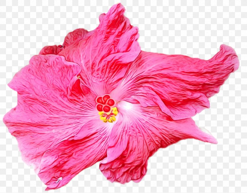 Pink Flower Cartoon, PNG, 1328x1039px, Shoeblackplant, Chinese Hibiscus, Flower, Hawaiian Hibiscus, Herbaceous Plant Download Free