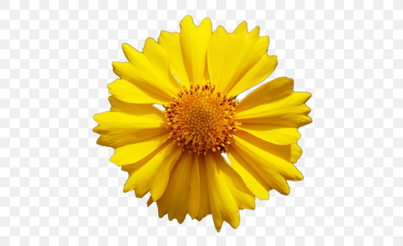 Common Daisy Common Sunflower Yellow Transvaal Daisy, PNG, 500x500px, Common Daisy, Calendula, Chrysanthemum Coronarium, Chrysanths, Color Download Free