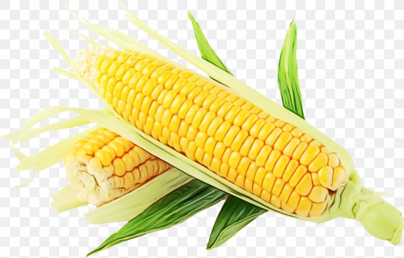 Corn Kernels Sweet Corn Corn Corn On The Cob Corn On The Cob, PNG, 1149x733px, Watercolor, Corn, Corn Kernels, Corn On The Cob, Cuisine Download Free