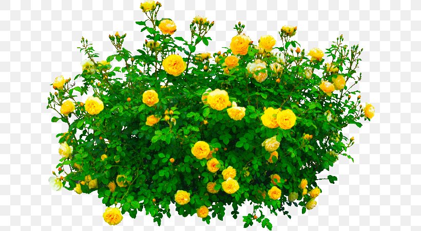 Shrub Garden Roses Flower, PNG, 640x450px, Shrub, Annual Plant, Bellflower Family, Bellflowers, Chamaemelum Nobile Download Free