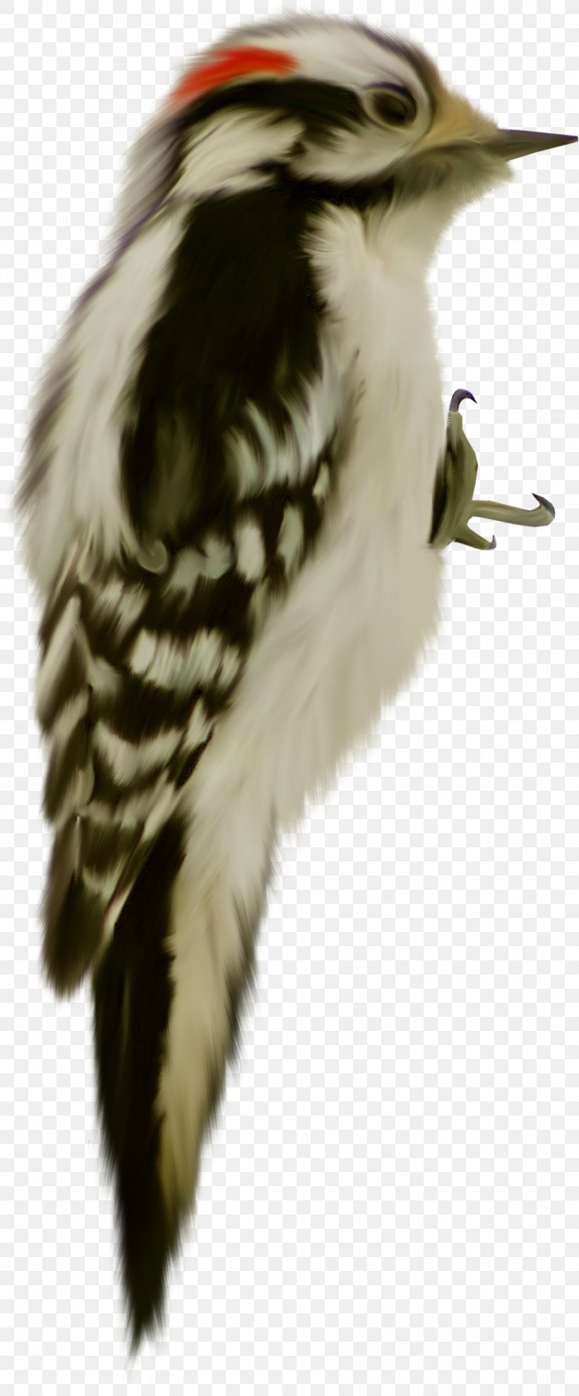 Bird Woodpecker Dendrocopos Clip Art, PNG, 893x2154px, Bird, Animal, Animation, Ardea, Beak Download Free