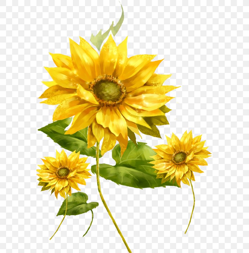 Common Sunflower Picture Frame Illustration, PNG, 580x833px, Common Sunflower, Cut Flowers, Dahlia, Daisy Family, Data Download Free