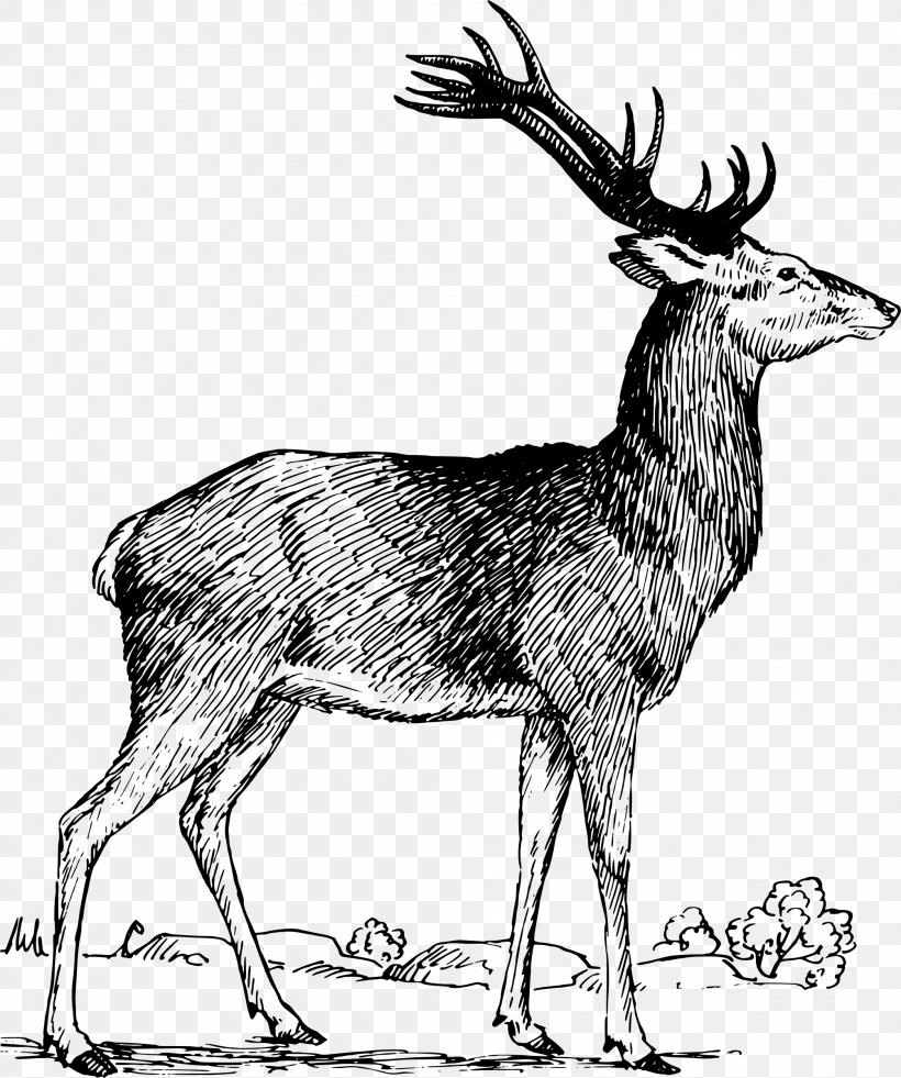 Elk Reindeer Moose White-tailed Deer, PNG, 2006x2400px, Elk, Animal, Antelope, Antler, Art Download Free