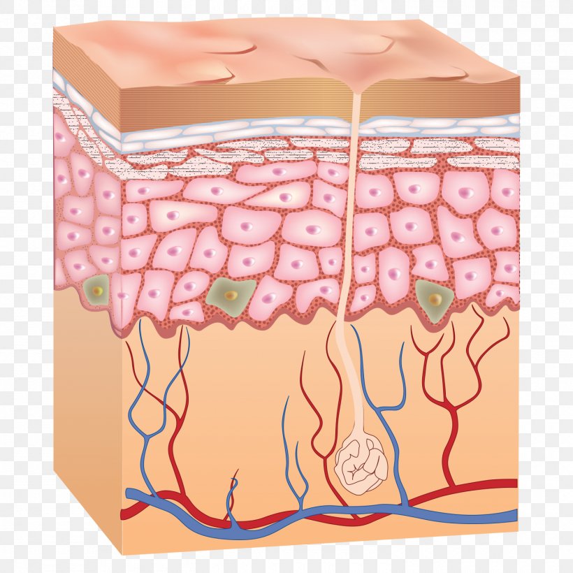 Epidermis Human Skin Anatomy, PNG, 1500x1500px, Watercolor, Cartoon, Flower, Frame, Heart Download Free