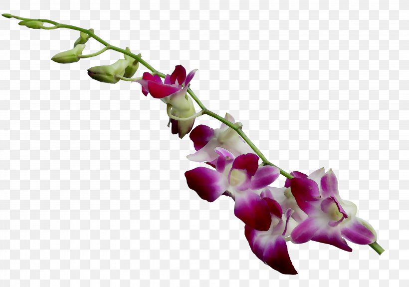Moth Orchids Plant Stem Purple Twig, PNG, 3916x2750px, Moth Orchids, Botany, Branch, Bud, Dendrobium Download Free