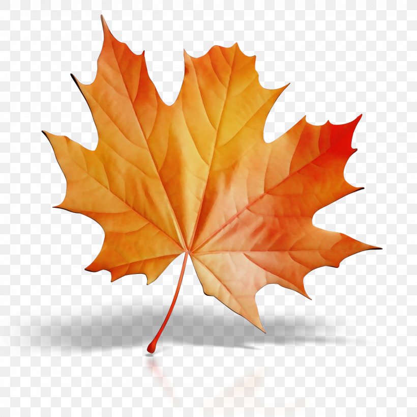 Canada Maple Leaf, PNG, 1600x1600px, Watercolor, Autumn, Black Maple, Deciduous, Flag Of Canada Download Free