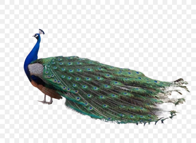 Firebird Indian Peafowl Feather Animal, PNG, 800x600px, Bird, Animal, Beak, Cygnini, Fauna Download Free