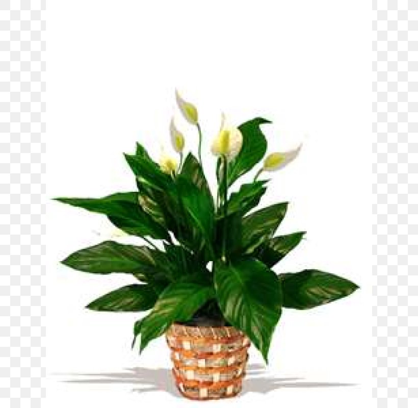Floral Design Houseplant Peace Lily Flowerpot Chlorophytum Comosum, PNG, 800x800px, Floral Design, Artificial Flower, Chlorophytum, Chlorophytum Comosum, Cut Flowers Download Free