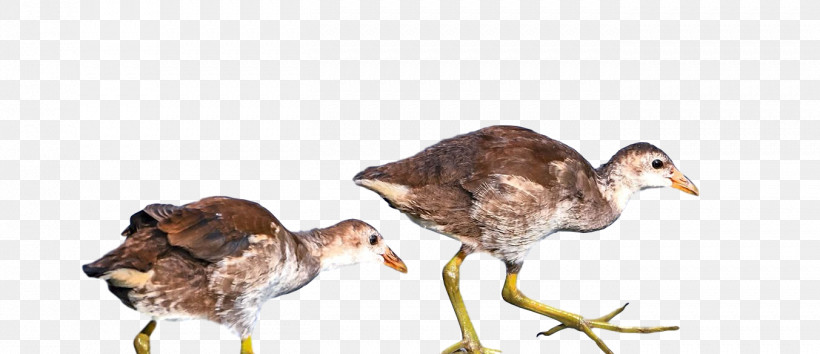 Landfowl Duck Birds Beak Water Bird, PNG, 1353x585px, Landfowl, Animal Figurine, Beak, Biology, Birds Download Free