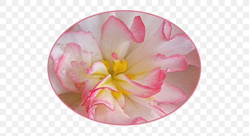 Pink M, PNG, 600x450px, Pink M, Flower, Flowering Plant, Petal, Pink Download Free