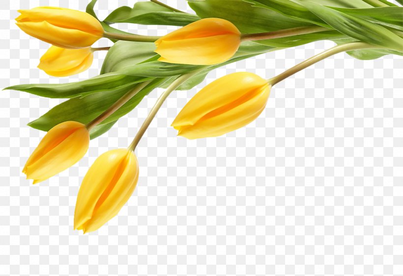 The Black Tulip Desktop Wallpaper Flower Yellow, PNG, 1280x880px, Black Tulip, Artificial Flower, Bud, Color, Cut Flowers Download Free