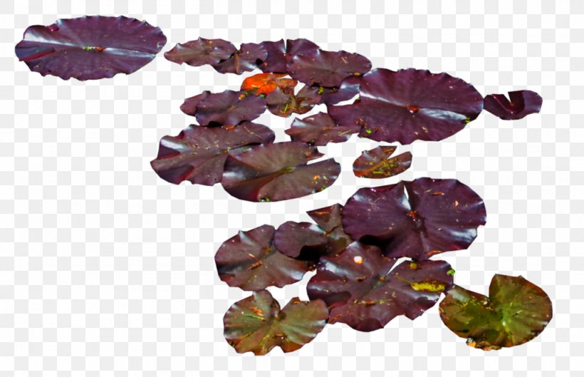 Water Lily Lilium Aquatic Plants, PNG, 1024x661px, Water Lily, Aquatic Plants, Flower, Leaf, Lilium Download Free