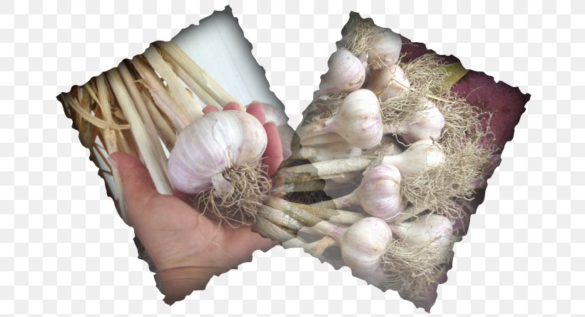 Garlic Organic Food Eat Delicious: 125 Recipes For Your Daily Dose Of Awesome Mountain Spanish Language, PNG, 679x444px, Garlic, Food, Gourmet, Ingredient, Mountain Download Free