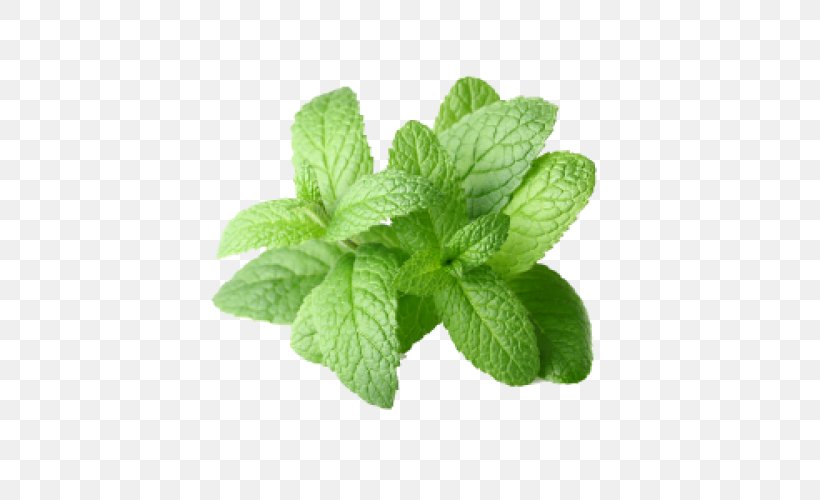 Peppermint Extract Mentha Arvensis Mentha Spicata Essential Oil, PNG, 500x500px, Peppermint, Aroma Compound, Basil, Essential Oil, Food Download Free