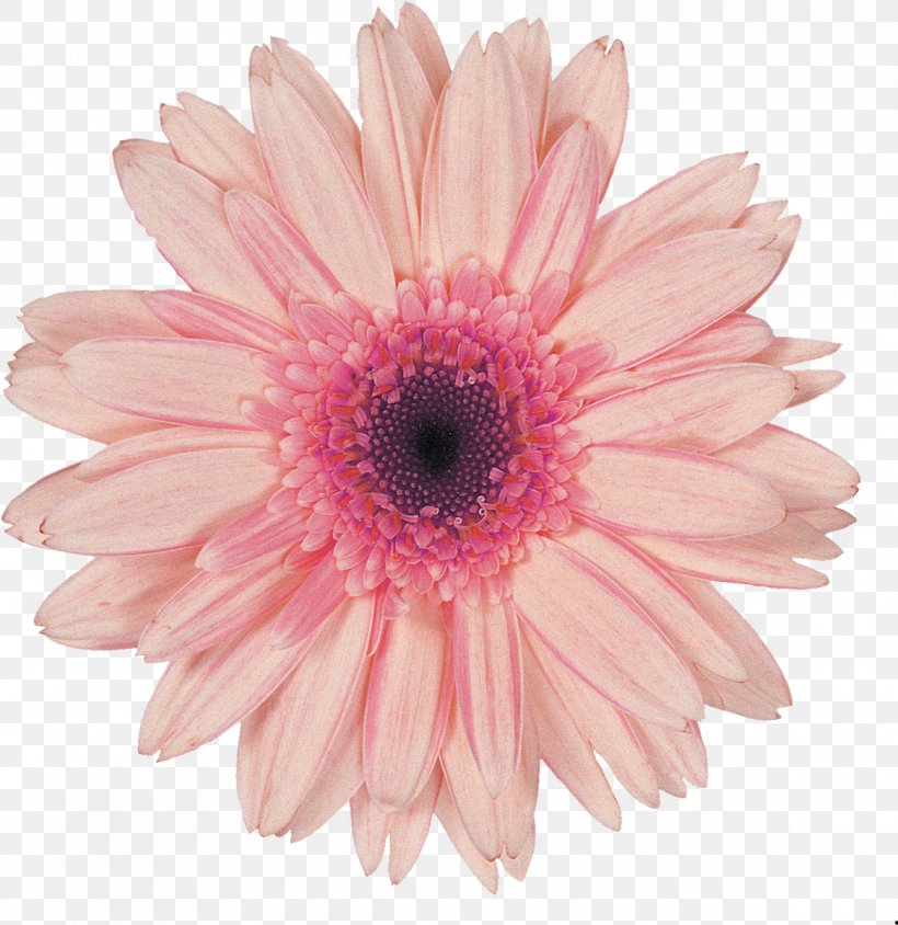 Transvaal Daisy Flower Desktop Wallpaper Stock Photography Pink, PNG, 1165x1200px, Transvaal Daisy, Arumlily, Blue, Chrysanths, Color Download Free