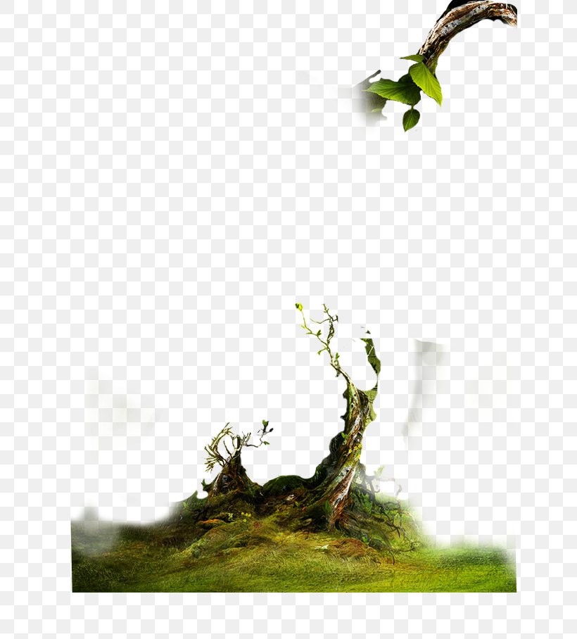 Trees,Branches, PNG, 650x908px, Groundcover, Bonsai, Branch, Computer, Editing Download Free