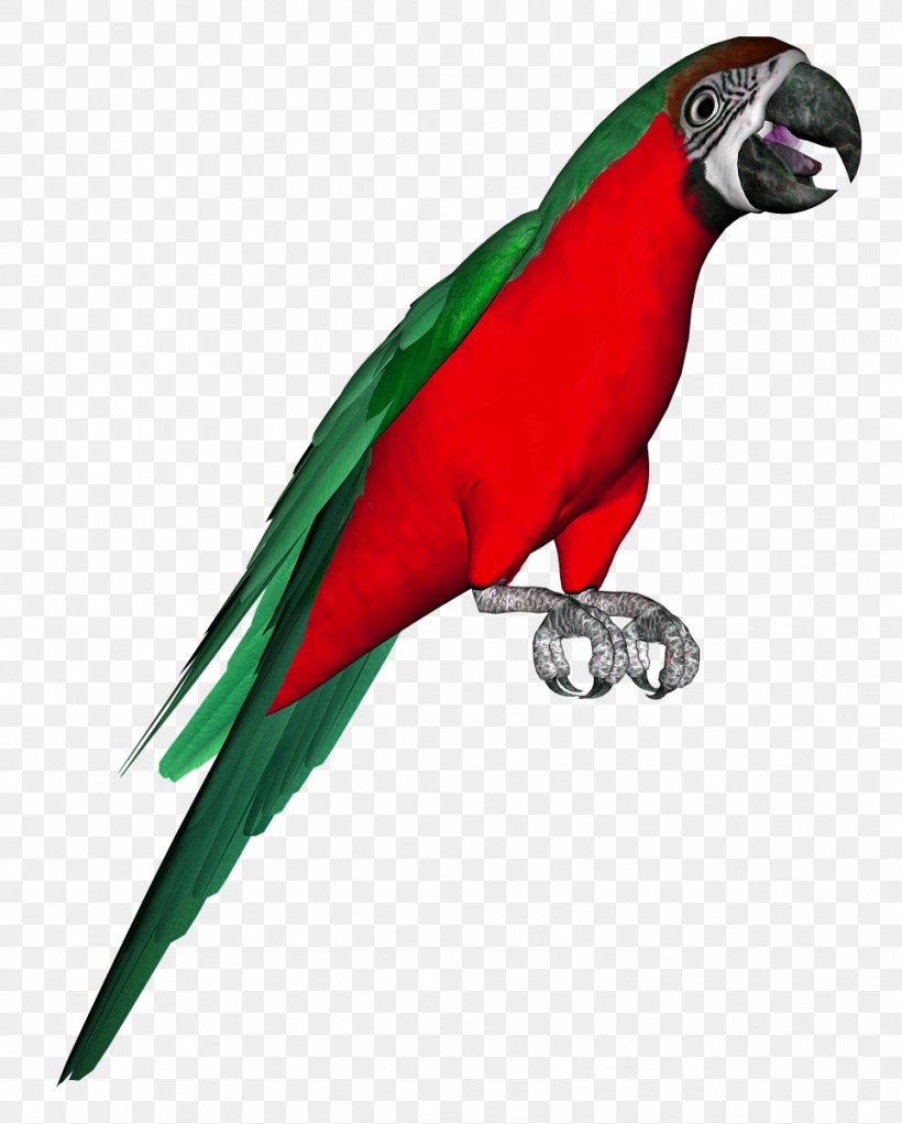 Bird Parakeet Macaw Clip Art, PNG, 963x1200px, Bird, Animal, Animal Figure, Beak, Digital Image Download Free