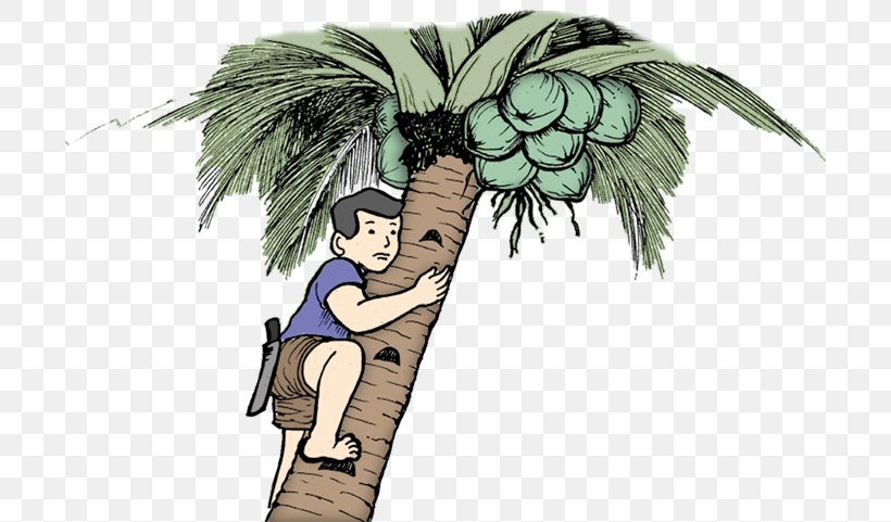 Coconut Department Of Education Tree Climbing, PNG, 700x481px, Coconut, Arecaceae, Arecales, Art, Cartoon Download Free