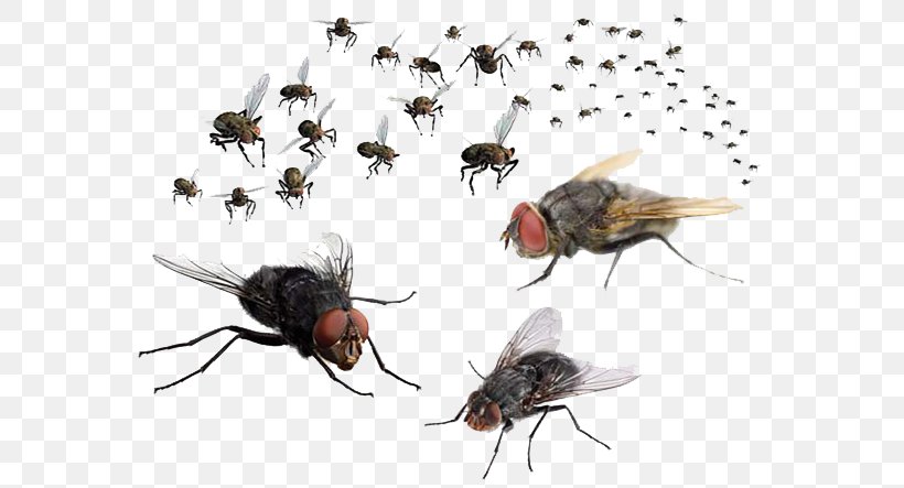 Mosquito Fly, PNG, 582x443px, Insect, Arthropod, Bait, Cockroach, Drain Fly Download Free