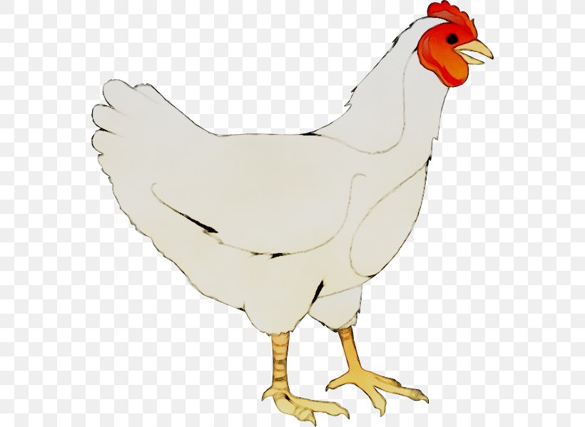 Rooster Chicken Clip Art Bird Beak, PNG, 564x599px, Rooster, Animal ...