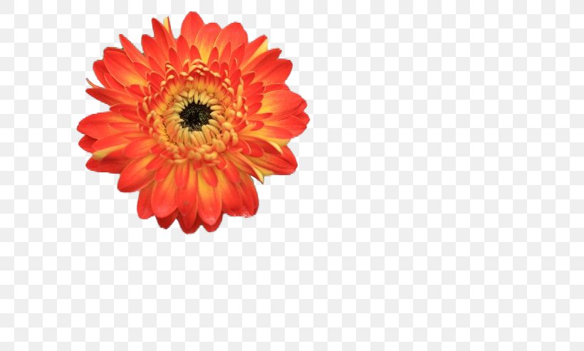 Barberton Daisy Chrysanthemum Naver Blog Cut Flowers, PNG, 740x493px, Barberton, Barberton Daisy, Blog, Chrysanthemum, Chrysanths Download Free