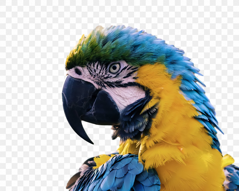 Feather, PNG, 1800x1440px, Parrots, Beak, Birds, Blueandyellow Macaw, Budgerigar Download Free