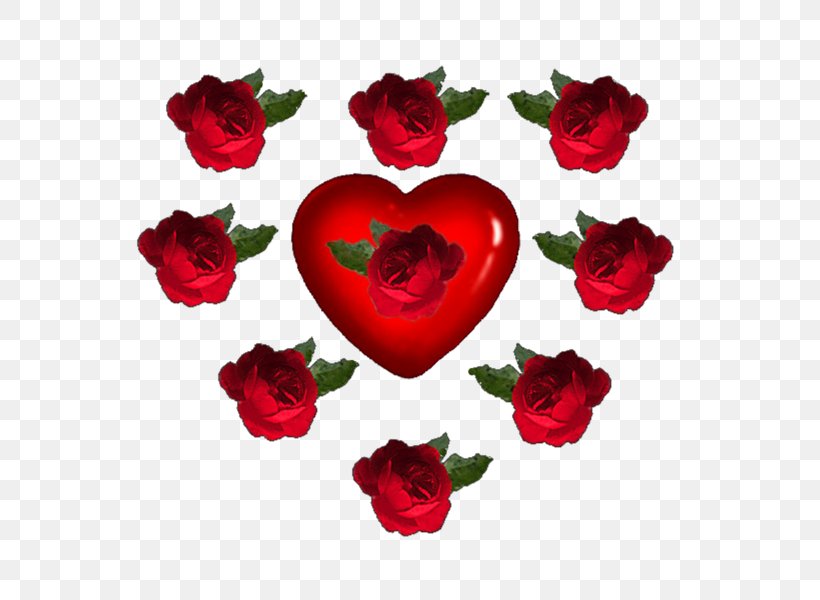 Garden Roses Image Cut Flowers Clip Art, PNG, 800x600px, Garden Roses, Beach Rose, Cut Flowers, Flower, Flower Garden Download Free
