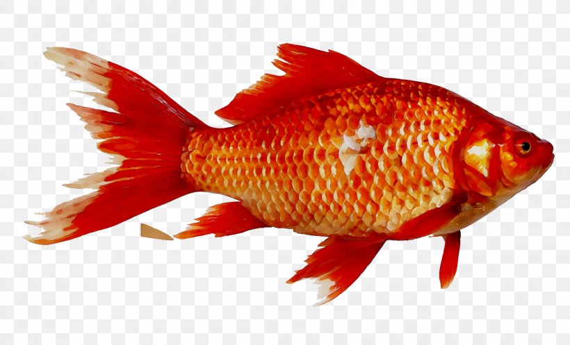 Goldfish Prussian Carp Image Magikarp, PNG, 2192x1331px, Goldfish, Art, Bonyfish, Carp, Common Carp Download Free