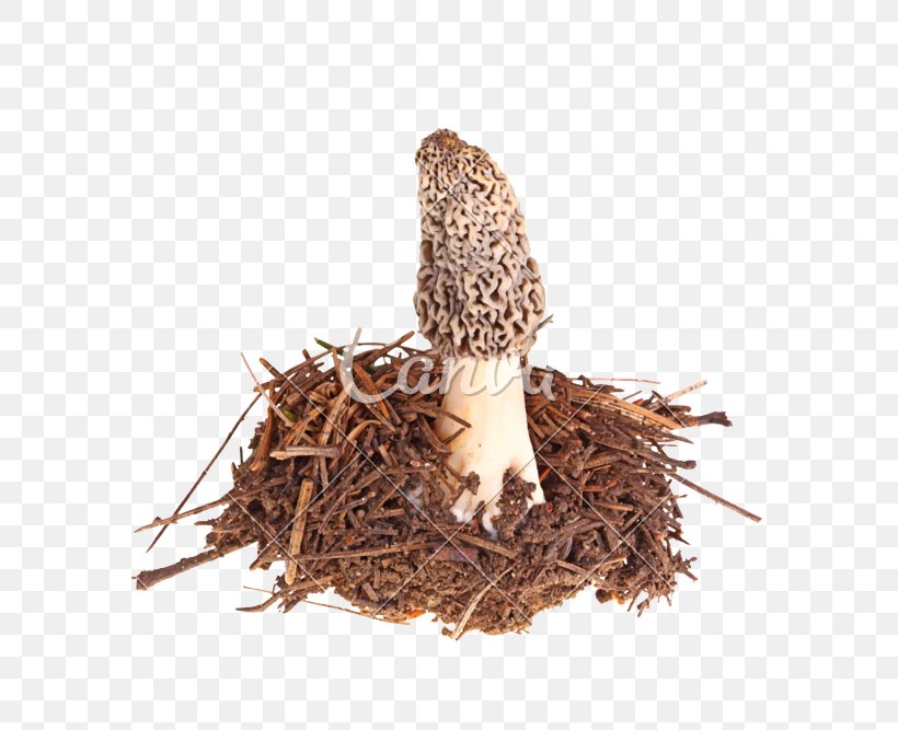 Morchella Esculenta Sporocarp Edible Mushroom Morchella Conica, PNG, 800x667px, Morchella Esculenta, Ascocarp, Bird Nest, Can Stock Photo, Dianhong Download Free