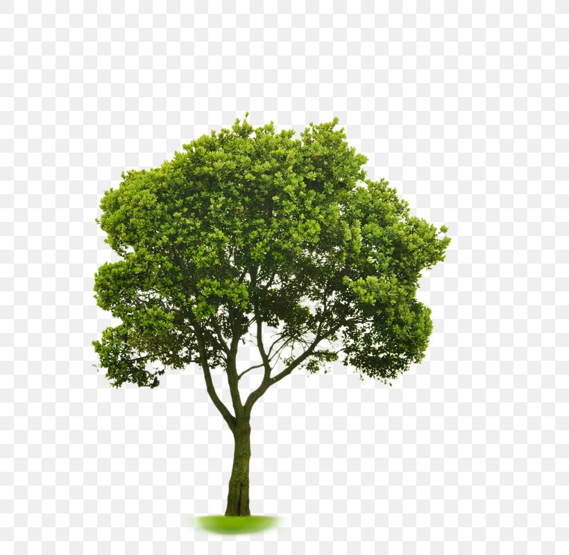 Choosing Small Trees Stock Photography American Sycamore Tree Planting, PNG, 589x800px, Choosing Small Trees, American Sycamore, Arbor Day, Branch, Fruit Tree Download Free