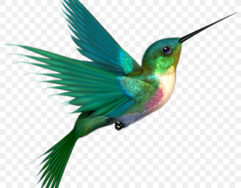 Hummingbird Clip Art, PNG, 800x640px, Hummingbird, Beak, Bird, Drawing, Fauna Download Free