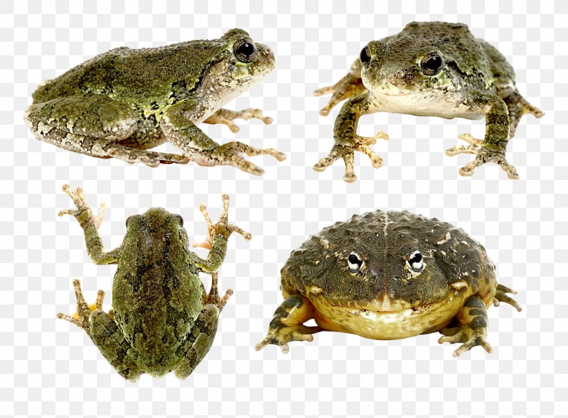 True Frog, PNG, 1643x1211px, Frog, American Bullfrog, Amphibian, Animal, Bullfrog Download Free