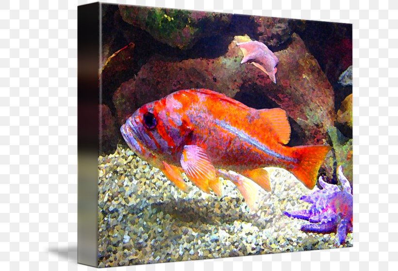 Goldfish Feeder Fish Marine Biology Aquariums, PNG, 650x560px, Goldfish, Aquarium, Aquariums, Art, Biology Download Free
