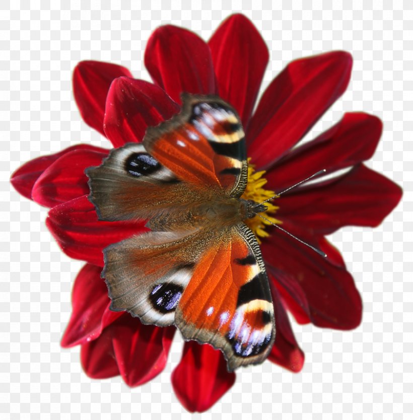 Butterfly Insect Flower Quotation, PNG, 840x855px, Butterfly, Blog, Cut Flowers, Digital Image, Flower Download Free