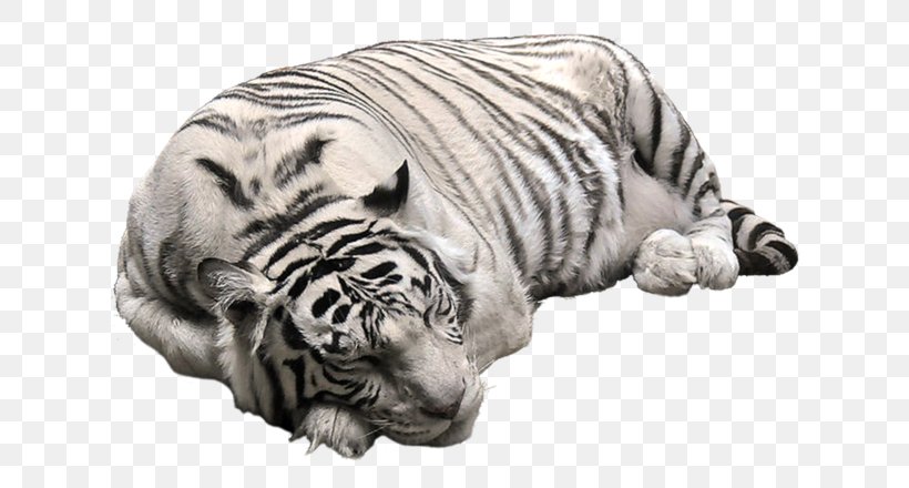 Cat White Tiger Bengal Tiger Clip Art, PNG, 700x440px, Cat, Bengal Tiger, Big Cats, Black And White, Black Tiger Download Free