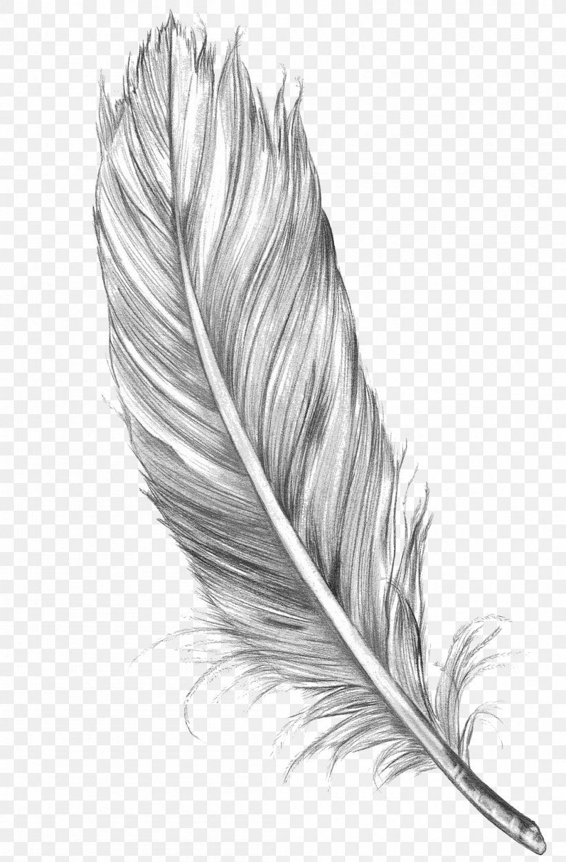 Pencil drawing of a feather  Feather drawing Charcoal art Pencil drawings