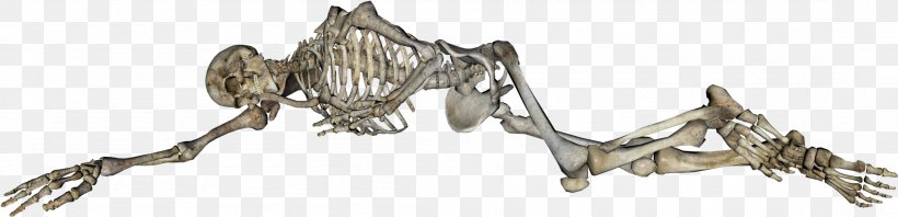 Human Skeleton Human Body Homo Sapiens, PNG, 2203x533px, Skeleton, Animal Figure, Artwork, Blog, Bone Download Free