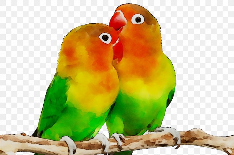 Grey-headed lovebird Parrot Yellow-collared lovebird, love birds, animals,  computer Wallpaper, bird png | PNGWing