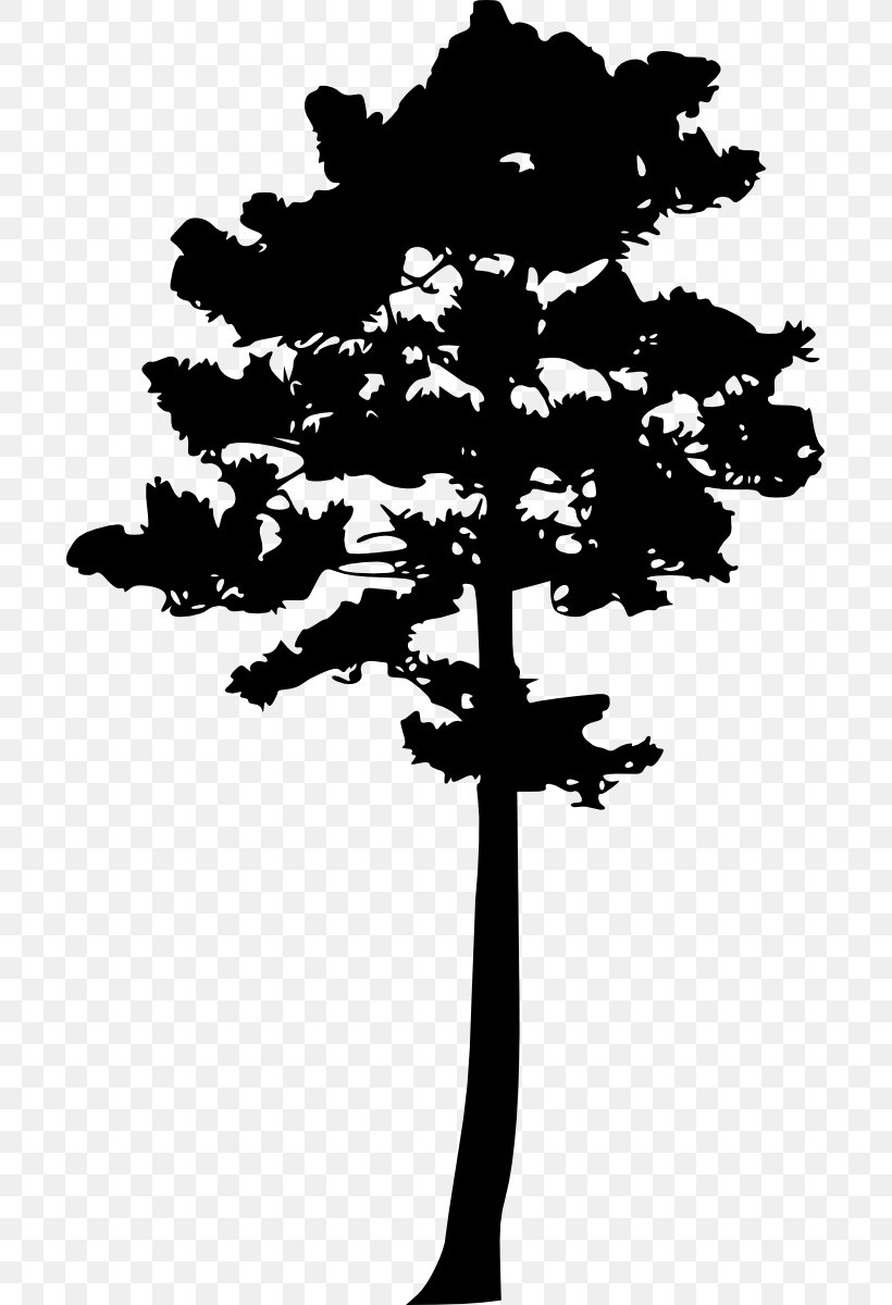 Tree Woody Plant Pine, PNG, 697x1200px, Tree, Black And White, Branch, Conifer, Conifers Download Free