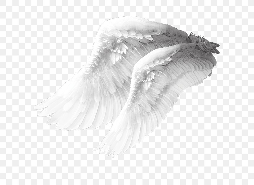 Angel Wing Columbidae Bird, PNG, 600x600px, Angel, Angel Wing, Beak, Bird, Bird Of Prey Download Free